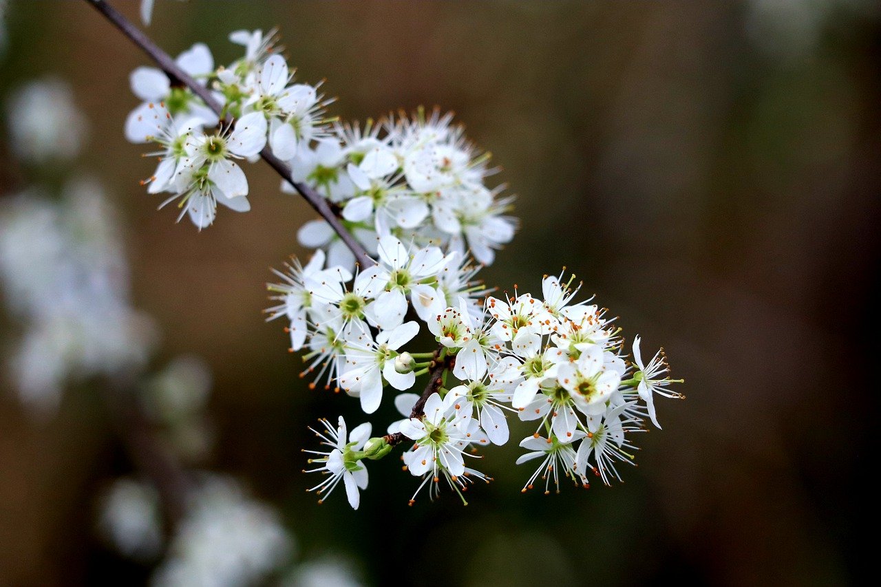 Conserving Biodiversity - Why Each Species Matters